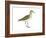 Solitary Sandpiper (Tringa Solitaria), Birds-Encyclopaedia Britannica-Framed Art Print