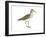 Solitary Sandpiper (Tringa Solitaria), Birds-Encyclopaedia Britannica-Framed Art Print