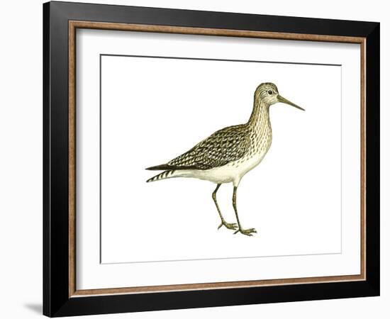 Solitary Sandpiper (Tringa Solitaria), Birds-Encyclopaedia Britannica-Framed Art Print