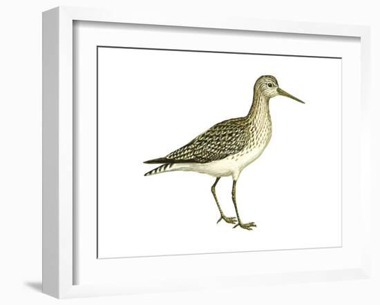 Solitary Sandpiper (Tringa Solitaria), Birds-Encyclopaedia Britannica-Framed Art Print