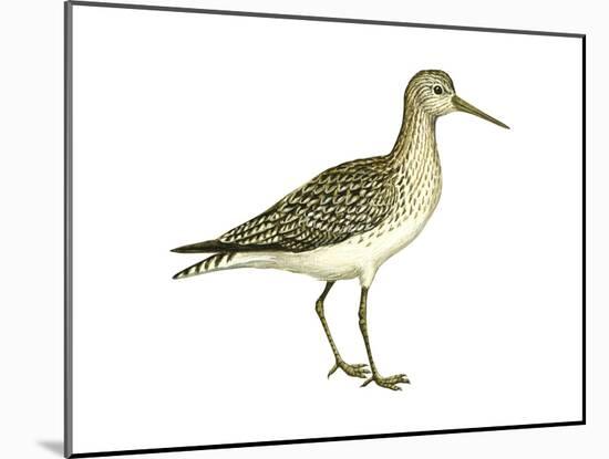 Solitary Sandpiper (Tringa Solitaria), Birds-Encyclopaedia Britannica-Mounted Art Print