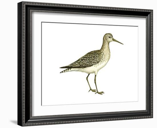 Solitary Sandpiper (Tringa Solitaria), Birds-Encyclopaedia Britannica-Framed Art Print