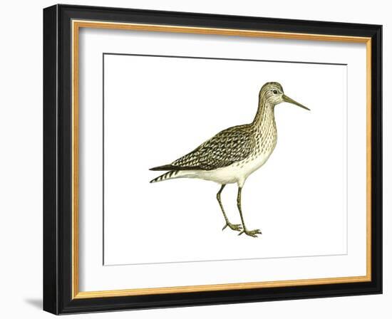 Solitary Sandpiper (Tringa Solitaria), Birds-Encyclopaedia Britannica-Framed Art Print