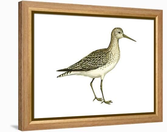 Solitary Sandpiper (Tringa Solitaria), Birds-Encyclopaedia Britannica-Framed Stretched Canvas