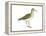 Solitary Sandpiper (Tringa Solitaria), Birds-Encyclopaedia Britannica-Framed Stretched Canvas