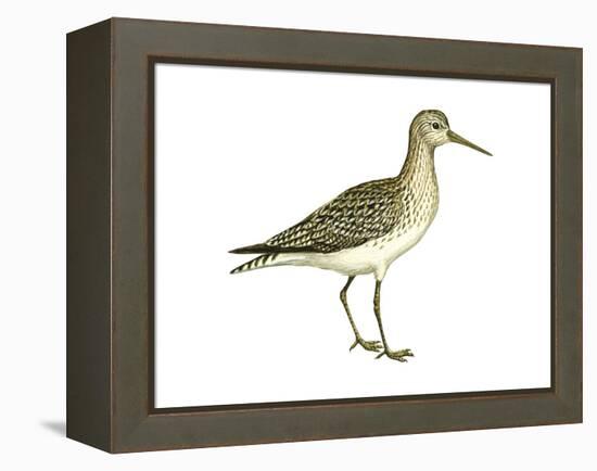 Solitary Sandpiper (Tringa Solitaria), Birds-Encyclopaedia Britannica-Framed Stretched Canvas