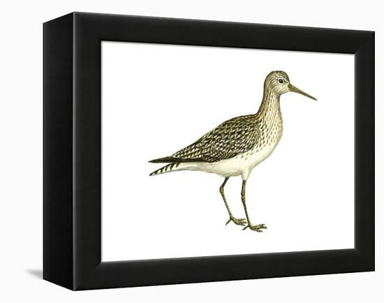 Solitary Sandpiper (Tringa Solitaria), Birds-Encyclopaedia Britannica-Framed Stretched Canvas