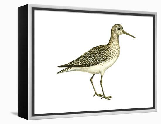 Solitary Sandpiper (Tringa Solitaria), Birds-Encyclopaedia Britannica-Framed Stretched Canvas