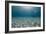 Solitary Scuba Diver in Shallow Sandy Bay, with Sun Beams, Naama Bay-Mark Doherty-Framed Photographic Print