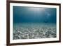 Solitary Scuba Diver in Shallow Sandy Bay, with Sun Beams, Naama Bay-Mark Doherty-Framed Photographic Print