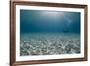 Solitary Scuba Diver in Shallow Sandy Bay, with Sun Beams, Naama Bay-Mark Doherty-Framed Photographic Print