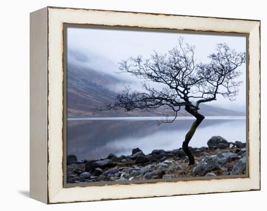 Solitary Tree on the Shore of Loch Etive, Highlands, Scotland, UK-Nadia Isakova-Framed Premier Image Canvas