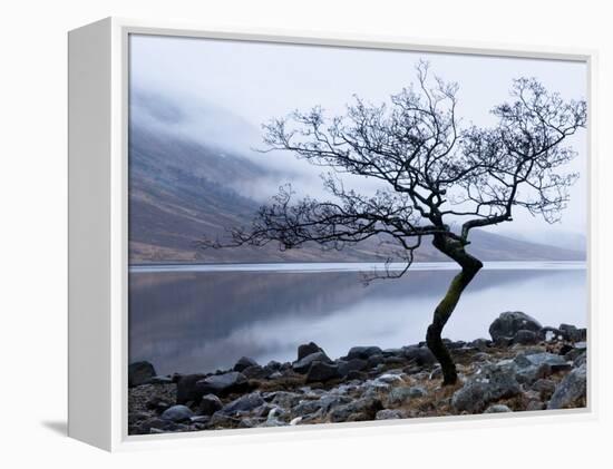 Solitary Tree on the Shore of Loch Etive, Highlands, Scotland, UK-Nadia Isakova-Framed Premier Image Canvas