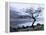 Solitary Tree on the Shore of Loch Etive, Highlands, Scotland, UK-Nadia Isakova-Framed Premier Image Canvas