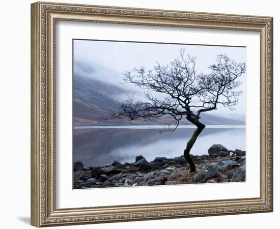 Solitary Tree on the Shore of Loch Etive, Highlands, Scotland, UK-Nadia Isakova-Framed Photographic Print