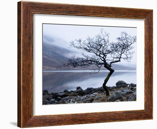 Solitary Tree on the Shore of Loch Etive, Highlands, Scotland, UK-Nadia Isakova-Framed Photographic Print