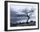 Solitary Tree on the Shore of Loch Etive, Highlands, Scotland, UK-Nadia Isakova-Framed Photographic Print