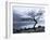 Solitary Tree on the Shore of Loch Etive, Highlands, Scotland, UK-Nadia Isakova-Framed Photographic Print