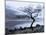 Solitary Tree on the Shore of Loch Etive, Highlands, Scotland, UK-Nadia Isakova-Mounted Photographic Print