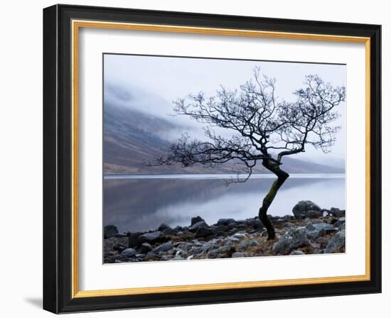 Solitary Tree on the Shore of Loch Etive, Highlands, Scotland, UK-Nadia Isakova-Framed Photographic Print