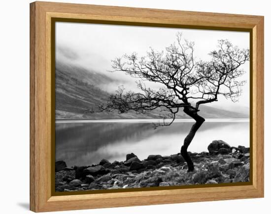 Solitary Tree on the Shore of Loch Etive, Highlands, Scotland, UK-Nadia Isakova-Framed Premier Image Canvas