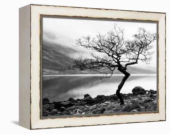 Solitary Tree on the Shore of Loch Etive, Highlands, Scotland, UK-Nadia Isakova-Framed Premier Image Canvas