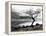 Solitary Tree on the Shore of Loch Etive, Highlands, Scotland, UK-Nadia Isakova-Framed Premier Image Canvas