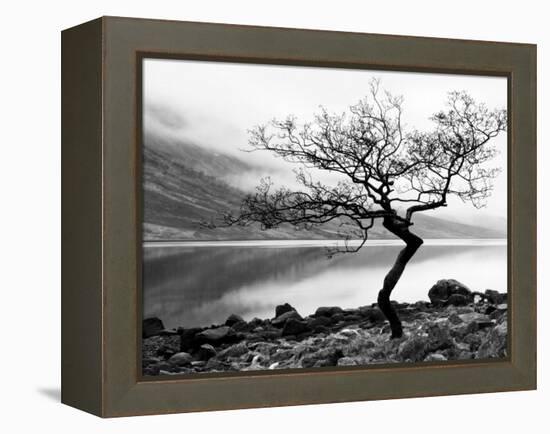 Solitary Tree on the Shore of Loch Etive, Highlands, Scotland, UK-Nadia Isakova-Framed Premier Image Canvas