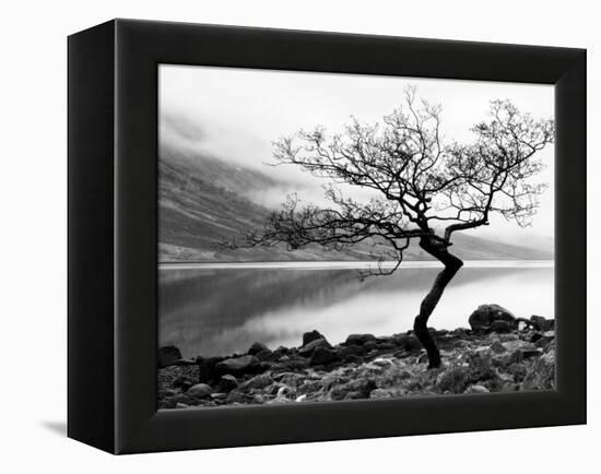 Solitary Tree on the Shore of Loch Etive, Highlands, Scotland, UK-Nadia Isakova-Framed Premier Image Canvas