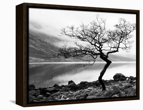 Solitary Tree on the Shore of Loch Etive, Highlands, Scotland, UK-Nadia Isakova-Framed Premier Image Canvas