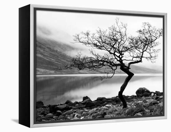 Solitary Tree on the Shore of Loch Etive, Highlands, Scotland, UK-Nadia Isakova-Framed Premier Image Canvas