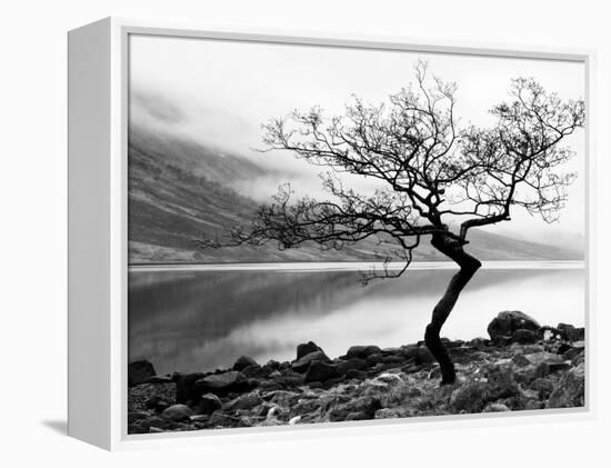 Solitary Tree on the Shore of Loch Etive, Highlands, Scotland, UK-Nadia Isakova-Framed Premier Image Canvas