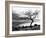 Solitary Tree on the Shore of Loch Etive, Highlands, Scotland, UK-Nadia Isakova-Framed Photographic Print