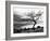 Solitary Tree on the Shore of Loch Etive, Highlands, Scotland, UK-Nadia Isakova-Framed Photographic Print