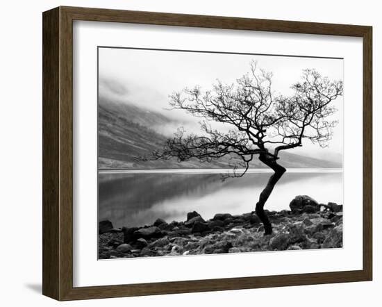 Solitary Tree on the Shore of Loch Etive, Highlands, Scotland, UK-Nadia Isakova-Framed Photographic Print