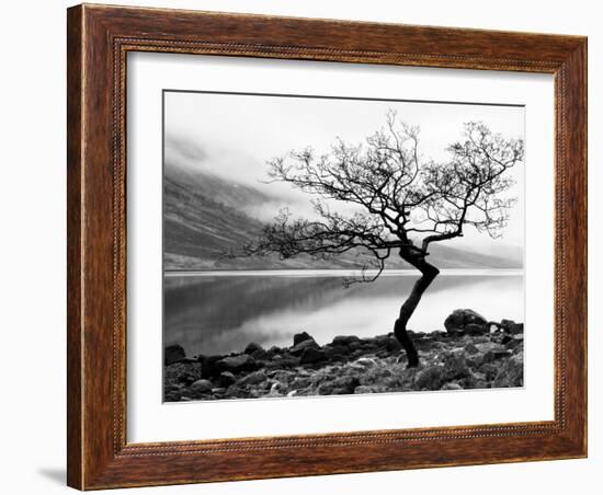 Solitary Tree on the Shore of Loch Etive, Highlands, Scotland, UK-Nadia Isakova-Framed Photographic Print