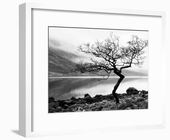 Solitary Tree on the Shore of Loch Etive, Highlands, Scotland, UK-Nadia Isakova-Framed Photographic Print