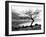 Solitary Tree on the Shore of Loch Etive, Highlands, Scotland, UK-Nadia Isakova-Framed Photographic Print