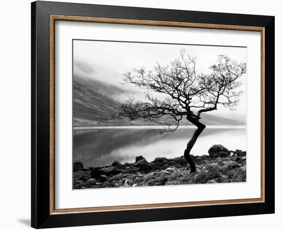 Solitary Tree on the Shore of Loch Etive, Highlands, Scotland, UK-Nadia Isakova-Framed Photographic Print