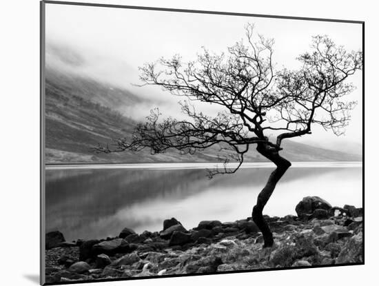 Solitary Tree on the Shore of Loch Etive, Highlands, Scotland, UK-Nadia Isakova-Mounted Photographic Print