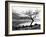 Solitary Tree on the Shore of Loch Etive, Highlands, Scotland, UK-Nadia Isakova-Framed Photographic Print