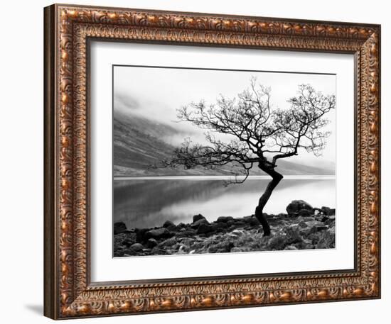 Solitary Tree on the Shore of Loch Etive, Highlands, Scotland, UK-Nadia Isakova-Framed Photographic Print