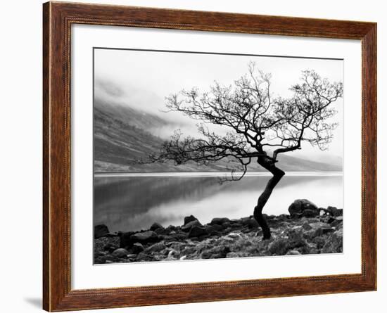 Solitary Tree on the Shore of Loch Etive, Highlands, Scotland, UK-Nadia Isakova-Framed Photographic Print