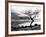 Solitary Tree on the Shore of Loch Etive, Highlands, Scotland, UK-Nadia Isakova-Framed Photographic Print