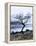 Solitary Tree on the Shore of Loch Etive, Highlands, Scotland, UK-Nadia Isakova-Framed Premier Image Canvas