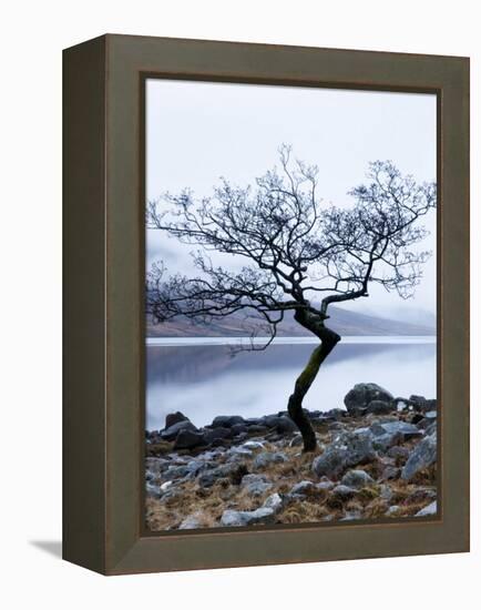 Solitary Tree on the Shore of Loch Etive, Highlands, Scotland, UK-Nadia Isakova-Framed Premier Image Canvas