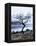 Solitary Tree on the Shore of Loch Etive, Highlands, Scotland, UK-Nadia Isakova-Framed Premier Image Canvas