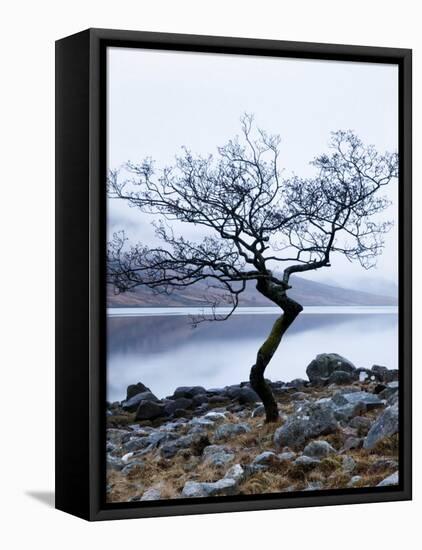 Solitary Tree on the Shore of Loch Etive, Highlands, Scotland, UK-Nadia Isakova-Framed Premier Image Canvas