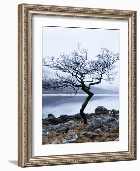 Solitary Tree on the Shore of Loch Etive, Highlands, Scotland, UK-Nadia Isakova-Framed Photographic Print