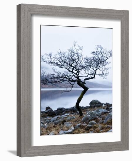 Solitary Tree on the Shore of Loch Etive, Highlands, Scotland, UK-Nadia Isakova-Framed Photographic Print